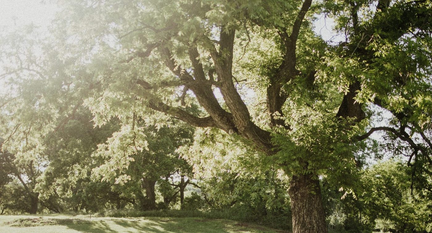Pecan Grove